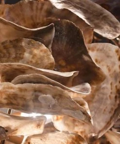 Made Goods Venus Chandelier Natural Saddle 34 Made Goods Venus Chandelier Natural Saddle