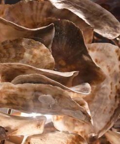 Made Goods Venus Chandelier Natural Saddle 24 Made Goods Venus Chandelier Natural Saddle