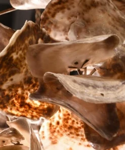 Made Goods Venus Chandelier Natural Saddle 25 Made Goods Venus Chandelier Natural Saddle