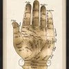 Natural Curiosities Gallicus Hands 1 Gold Leaf Framed Artwork New Arrivals 2 Natural Curiosities Gallicus Hands 1 Gold Leaf Framed Artwork New Arrivals