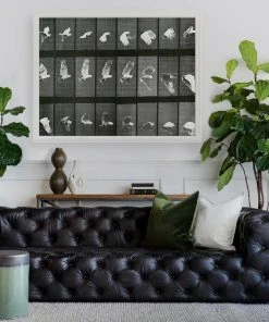 Natural Curiosities New Arrivals Animals In Motion Doves No. 1