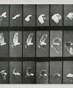 Natural Curiosities New Arrivals Animals In Motion Doves No. 1