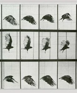 Natural Curiosities Animals In Motion Doves No. 2