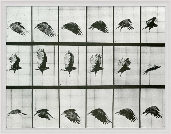 Natural Curiosities Animals In Motion Doves No. 2 3 Natural Curiosities Animals In Motion Doves No. 2