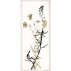 Natural Curiosities New Arrivals Black And White Herbarium 4 Framed Artwork 2 Natural Curiosities New Arrivals Black And White Herbarium 4 Framed Artwork