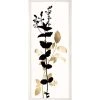 Natural Curiosities Black And White Herbarium 1 Framed Artwork New Arrivals 2 Natural Curiosities Black And White Herbarium 1 Framed Artwork New Arrivals