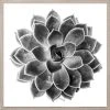 Natural Curiosities Black And White Succulent 1 Framed Artwork 1 Natural Curiosities Black And White Succulent 1 Framed Artwork