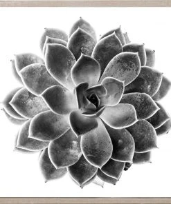 Natural Curiosities Black And White Succulent 1 Framed Artwork