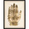 Natural Curiosities Gallicus Hands 2 Gold Leaf Framed Artwork New Arrivals
