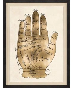 Natural Curiosities Gallicus Hands 2 Gold Leaf Framed Artwork New Arrivals