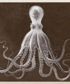 Natural Curiosities New Arrivals Lord Bodner In Brown Framed Artwork