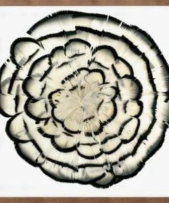 Natural Curiosities Queen Victoria Feathers 2 Framed Artwork