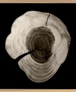 Natural Curiosities Tree Rings 1