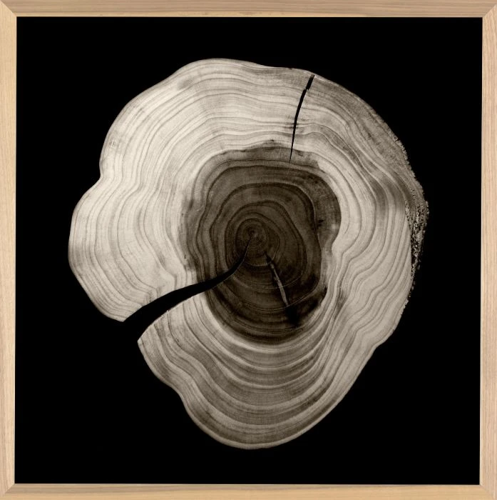 Natural Curiosities Tree Rings 1 3 Natural Curiosities Tree Rings 1