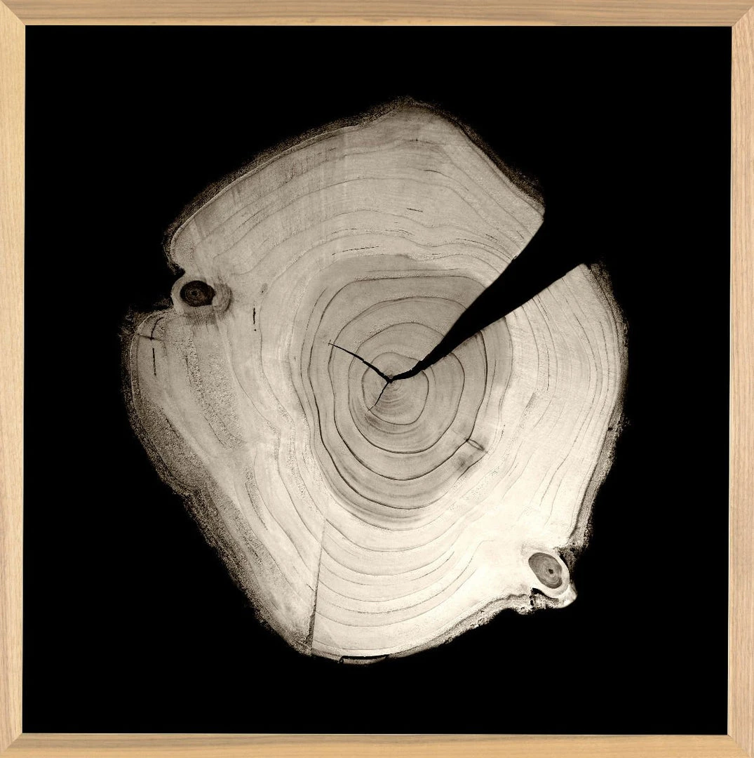 Natural Curiosities New Arrivals Tree Rings 2 3 Natural Curiosities New Arrivals Tree Rings 2