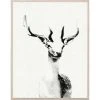 Natural Curiosities New Arrivals Tylinek Deer Framed Artwork 1 Natural Curiosities New Arrivals Tylinek Deer Framed Artwork