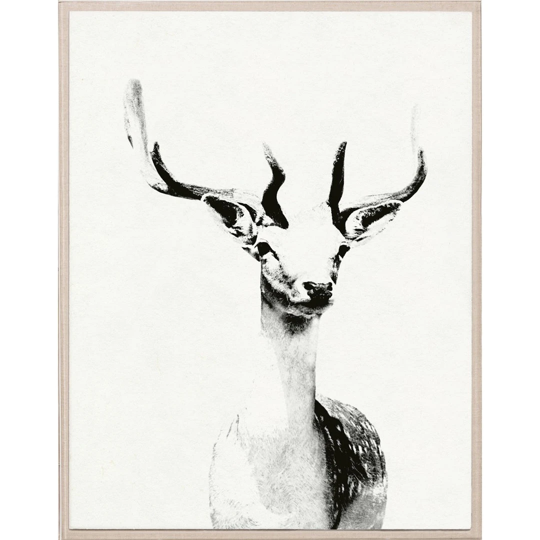 Natural Curiosities New Arrivals Tylinek Deer Framed Artwork Natural Curiosities New Arrivals Tylinek Deer Framed Artwork
